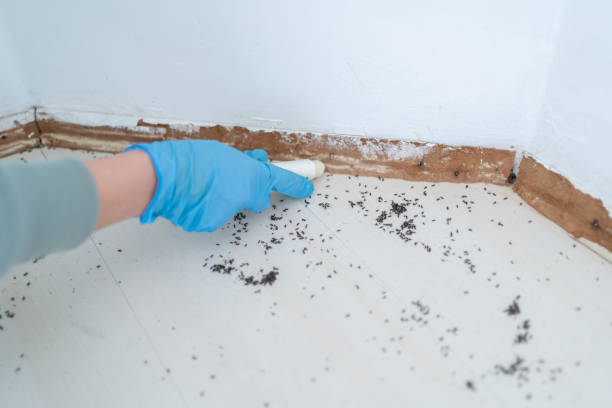 Best Termite Control Services  in Buna, TX