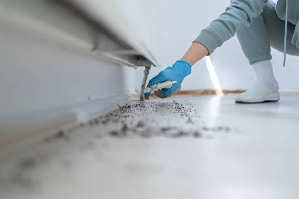 Best Flea Control Services  in Buna, TX
